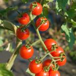 Tomato Garden Seeds – Jasper Hybrid – 100 Seeds – Non-GMO, Vegetable r