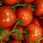 Tomato Garden Seeds- Jet Star Hybrid – 1000 Seeds- Non-GMO, Gardening