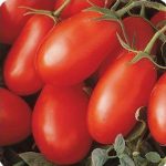 Tomato Garden Seeds – La Roma III Red Hybrid – 1000 Seeds – Non-GMO