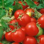 Tomato Garden Seeds -Large Red Cherry-4 Oz-Organic, Non-GMO, Heirloom