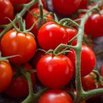 Tomato Garden Seeds – Large Red Cherry – 1 Lb Bulk – Non-GMO, Heirloom
