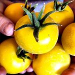 Tomato Garden Seeds – Lemon Boy Hybrid -100 Seed-Non-GMO, Gardening
