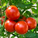 Tomato Garden Seeds – Oregon Spring – 0.25 Oz – Non-GMO, Heirloom