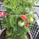 Tomato Garden Seeds – Patio Hybrid – 100 Seeds – Non-GMO, Vegetable