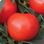 Tomato Garden Seeds – Phoenix Hybrid – 100 Seeds – Non-GMO, Vegetable