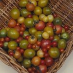 Tomato Garden Seeds – Rainbow Cherry – 1 Oz – Organic, Vegetable