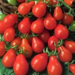 Tomato Garden Seeds – Red Pear – 1 Oz – Non-GMO, Heirloom, Gardening