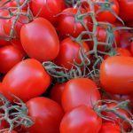 Tomato Garden Seeds – Rio Grande – 1 Lb Bulk – Non-GMO, Heirloom