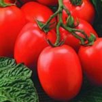 Tomato Garden Seeds-Roma VF -1 Oz-Non-GMO, Heirloom, Organic Gardening