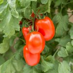 Tomato Garden Seeds – Roma VF – 1 Oz – Non-GMO, Heirloom Gardening