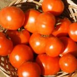 Tomato Garden Seeds – Rutgers VF – 4 Oz – Non-GMO, Heirloom, Vegetable