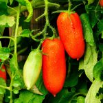 Tomato Garden Seeds – San Marzano (Determinate) – 1 Oz – Heirloom