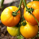 Tomato Garden Seeds – Sunny Boy Hybrid -1000 Seed- Non-GMO, Vegetable