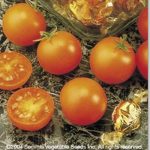 Tomato Garden Seeds – Sunsugar Hybrid – 100 Seed- Non-GMO, Gardening