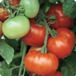 Tomato Garden Seeds – Super Fantastic Hybrid – 100 Seeds – Non-GMO