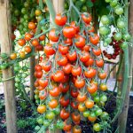 Tomato Garden Seeds – Supersweet 100 Hybrid – 100 Seeds – Non-GMO