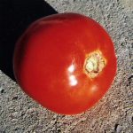 Tomato Garden Seeds – Thessaloniki – 0.25 Oz – Non-GMO, Heirloom