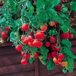 Tomato Garden Seeds – Tumbling Tom Red – 500 Seeds – Non-GMO