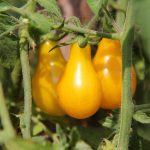 Tomato Garden Seeds- Yellow Pear – 1 Oz – Organic, Heirloom, Vegetable