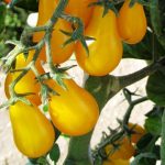 Tomato Garden Seeds -Yellow Plum -4 Oz -Non-GMO, Heirloom, Vegetable