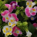 Torenia Flower Garden Seeds – Kauai Mix – 100 Seeds – Annual Gardening