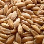 Triticale Grain Seeds-50 Lbs Bulk -Non-GMO, Organic-Hybrid Wheat & Rye