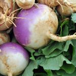 Turnip Microgreens Seeds – 5 Lb – Purple Top – Bulk Wholesale Micros
