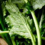 Turnip Garden Seeds – Seven Top – 5 Lb Bulk – Non-GMO, Microgreens