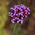 Verbena Flower Garden Seeds – Imagination – 1000 Seeds – Annual