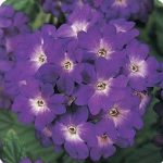 Verbena Flower Garden Seeds – Quartz XP Series – Blue – 1000 Seeds