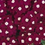 Verbena Flower Garden Seeds – Quartz XP – Burgundy Eye – 1000 Seed