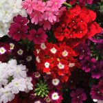 Verbena Flower Garden Seeds- Quartz XP Series – Color Mix – 1000 Seeds