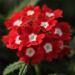 Verbena Flower Garden Seeds – Quartz XP – Red with Eye – 1000 Seed