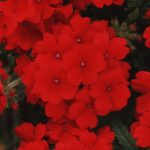 Verbena Flower Garden Seeds – Quartz XP Series – Scarlet – 1000 Seeds