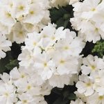 Verbena Flower Garden Seeds – Quartz XP Series – White – 1000 Seed