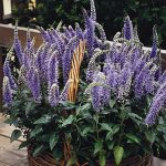 Veronica Flower Garden Seeds – Blue Boquet – 500 Seeds – Perennial