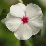 Vinca Flower Garden Seeds – Mediterranean XP – Polka Dot – 100 Seeds