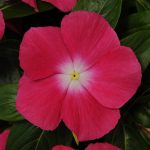 Vinca Flower Garden Seeds – Mediterranean XP – Rose Halo – 100 Seeds