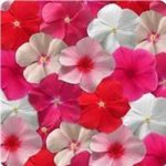 Vinca Flower Garden Seeds – Mediterranean XP – Color Mix – 100 Seeds