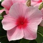 Vinca Flower Garden Seeds – Mediterranean XP – Strawberry – 100 Seeds