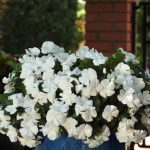 Vinca Flower Garden Seeds- Mediterranean XP -White – 100 Seed- Annual