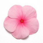 Vinca Flower Garden Seeds – Pacifica XP – Blush – 1000 Seeds – Annual