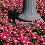 Vinca Flower Garden Seeds – Pacifica XP – Burgundy Halo – 1000 Seeds