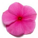 Vinca Flower Garden Seeds – Pacifica XP – Lilac – 1000 Seeds – Annual