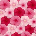 Vinca Flower Garden Seeds-Pacifica XP -Lipstick Mix-1000 Seed-Annual