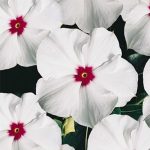 Vinca Flower Garden Seeds -Pacifica XP -Polka Dot -1000 Seeds -Annual