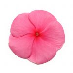 Vinca Flower Garden Seeds – Pacifica XP – Punch – 1000 Seeds – Annual