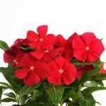 Vinca Flower Garden Seeds -Pacifica XP -Really Red -1000 Seed-Annual