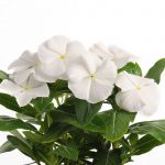 Vinca Flower Garden Seeds – Pacifica XP – White – 1000 Seeds – Annual