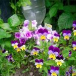 Johnny Jump Up (Helen Mount) Viola Flower Garden Seeds – 1 Oz – Annual